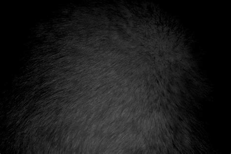 black fur texture picture  photograph  public domain