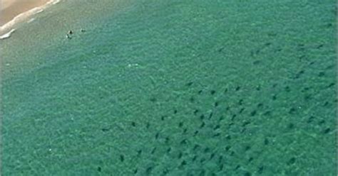 swimming   smyrna beach shark attack capital   world