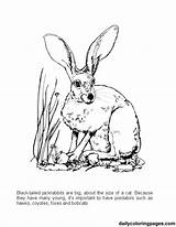 Rabbit Coloring Jack Pages Realistic Jackrabbit Drawing Getdrawings Popular sketch template