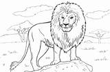 Coloring Lion Pages Animal Realistic sketch template
