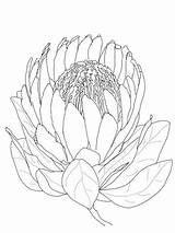 Coloring Flower Pages Protea Printable Supercoloring sketch template