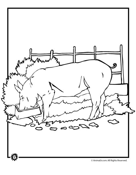 pig coloring pages animal jr