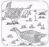 Coloring Prairie Chickens Book Chooks Window Different Open Will sketch template