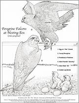 Coloring Falcon Peregrine Klingler Cathy 출처 sketch template