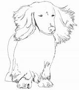 Dachshund Coloring Pages Haired Drawing Long Small Dogs Dachshunds Weiner Colouring Dachs Adult Printable Getdrawings Template Print Funny sketch template