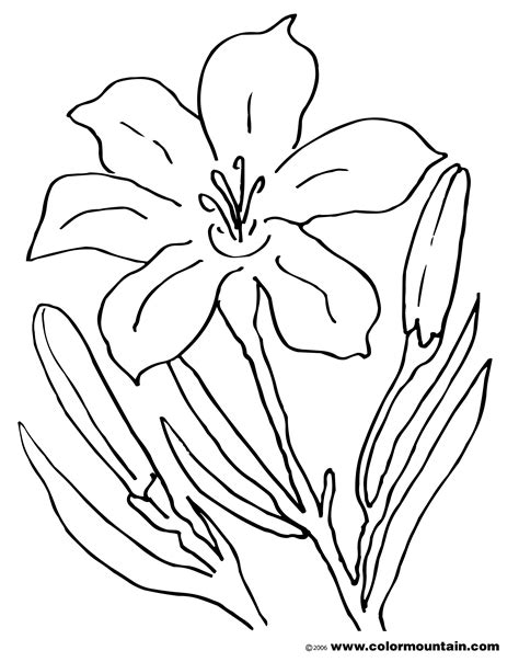 easter lily coloring page  getcoloringscom  printable