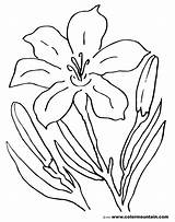 Easter Coloring Lily Getcolorings Pages Color sketch template