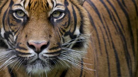 el tigre en grave peligro desaparece el  de la poblacion
