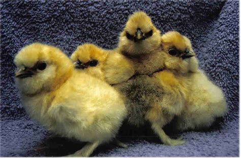 Buff Silkie Bantams Bantam Chicks For Sale Cackle Hatchery