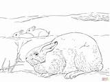 Tundra Biome Hare Schneehase Supercoloring Hares Zum Ausmalbild Habitats Lepri Disegnare Mit sketch template