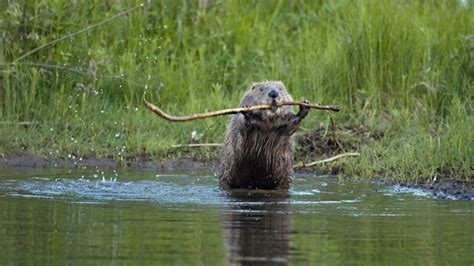 Bbc Earth The Truth About Beavers