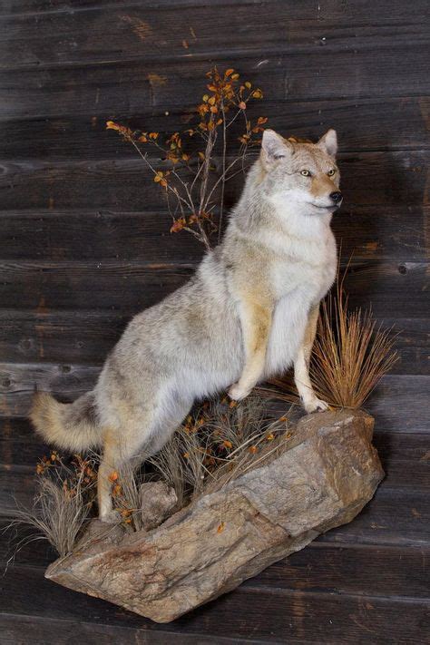 life size coyote  artificial rock lifesize mounts lifesize taxidermy
