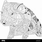 Cochon Zentangle Schwein Alamy Haustiere Ferkel Malbuch sketch template