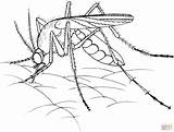 Mosquito Zanzara Realista Zancudo Ausmalbild Imprimir Stampare Ausmalbilder Skip sketch template