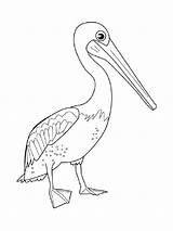 Coloring Pages Pelican Printable Birds Pelicans sketch template