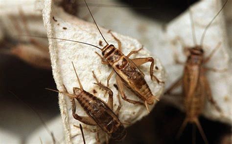 Guide To Stopping Crickets From Chirping In Your Aiken Home House