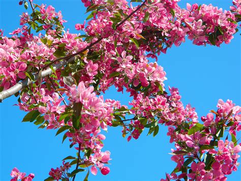 images tree nature branch flower spring produce pink