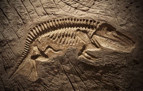 trouve des fossiles de dinosaures avec  vrai paleontologue vie de parents
