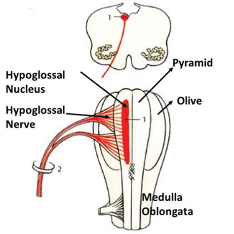 hypoglossal nerve anatomy qa