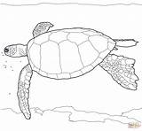 Turtle Coloring Sea Green Hawaiian Pages Turtles Realistic Drawing Animal Colouring Color Printable Reptiles Animals Print sketch template