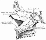 Bone Skull Ethmoid Nasal Anatomy Interior Fossa Medial Human Sinus Posterior Sphenoidal Left Gray Wall Sagittal Olfactory Wikidoc Roof 5d sketch template