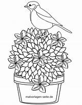 Malvorlage Pflanze Vogel Blumentopf Blumen Topfpflanze Grafik sketch template