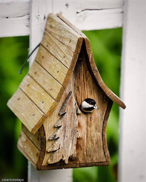 chickadee birdhouse   small bird house   friend chip flickr