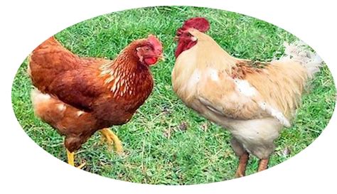 golden comet hen or roo backyard chickens learn how