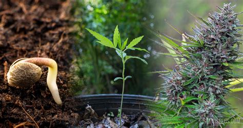 life cycle  cannabis  seed  harvest sensi seeds
