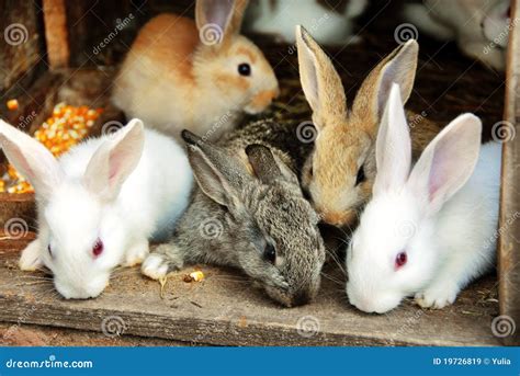 bunny rabbits family royalty  stock images image