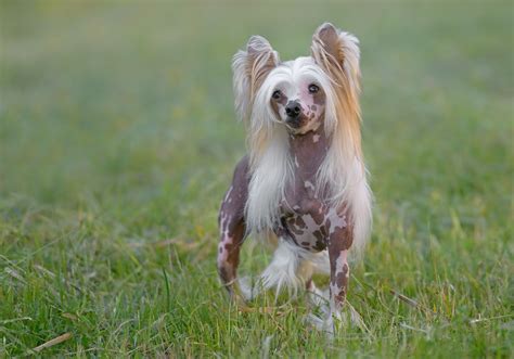 chinese crested dog breed characteristics care