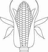 Corn Coloring Stalk Growing Indian Template Pages Color Printable Clipart Kids Getcolorings Library Comments 81kb 1024px sketch template