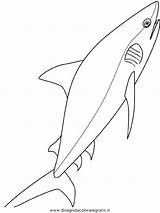Requin Squalo Squali Poisson Kleurplaat Tigersharks Animali Poissons Malvorlage Kleurplaten Lightupyourbrain Haie Imprimé sketch template