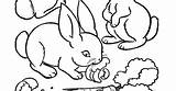 Rabbit Comiendo Conejitos sketch template