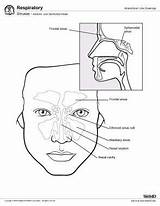 Sinus Sinuses Paranasal Nasal Air Cavity Sinusitis Ethmoid Bones Microscopic Maxillary Cells Physiology sketch template