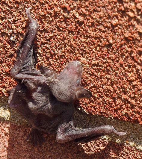 baby bat  fell    nest flickr photo sharing