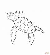Sea Turtles Drawing Turtle Coloring Pages Simple Getdrawings sketch template