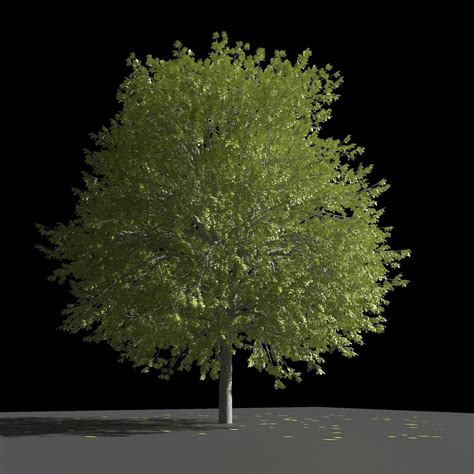 realistic tree   model cgtrader