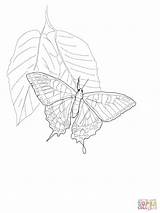 Coloring Butterfly Swallowtail Pages Eastern Tiger Printable sketch template