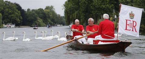 teams on the river thames count queen elizabeth ii s swans