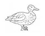 Coloring Pages Birds Duck sketch template