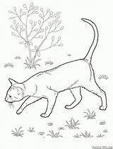 Kot Orientalny Krótkowłosy Syberyjski Kolorowanka Kolorowanki Koty sketch template