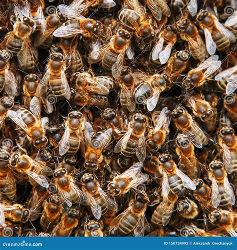 een zwerm van bijen op de bijenkorf vele bijen  de vorm van textuurclose  macro stock