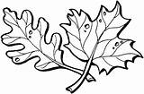 Maple Outline Coloring Oak Supercoloring Pages Color Leaves Canada sketch template