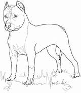 Terrier Getdrawings sketch template