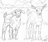 Coloring Goats Goat Nubian Drawing Boer Printable Supercoloring Pygmy Ausmalbild Drawings Sheets Animals sketch template