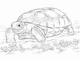 Tortoise Coloring Pages Gopher Realistic Animals Clipart Zoo Sulcata Printable Tortise Drawing Kids Reptiles Clipground Worksheets Giant sketch template
