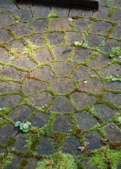 growing moss  pavers   patio  love     dark