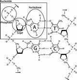 Dna Stranded Structure Nucleotides Nucleotide Molecule Its sketch template