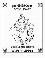 Minnesota State Flower Coloring Education Pages Worksheets Books Sheets sketch template